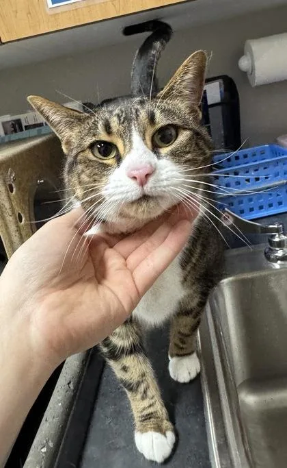 An adult large-sized female Domestic Short Hair cat named Boba for adoption in Missoula, MT