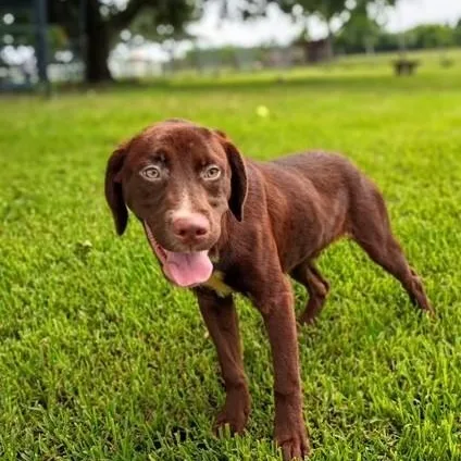 Coco Chanel