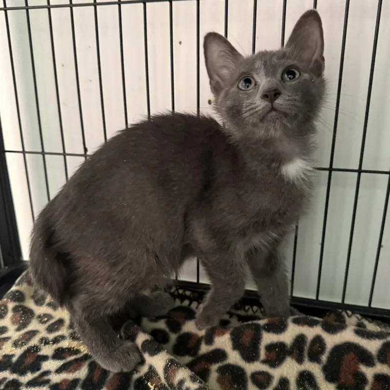 A baby small-sized male Gray / Blue / Silver Domestic Short Hair cat named Tac for adoption in New Port Richey, FL