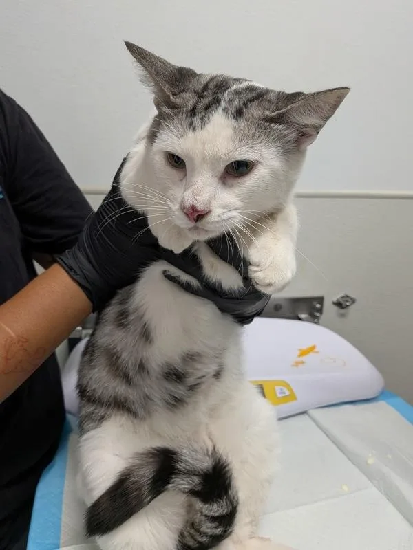 A young medium-sized male Domestic Short Hair cat named Herbert for adoption in San Diego, CA