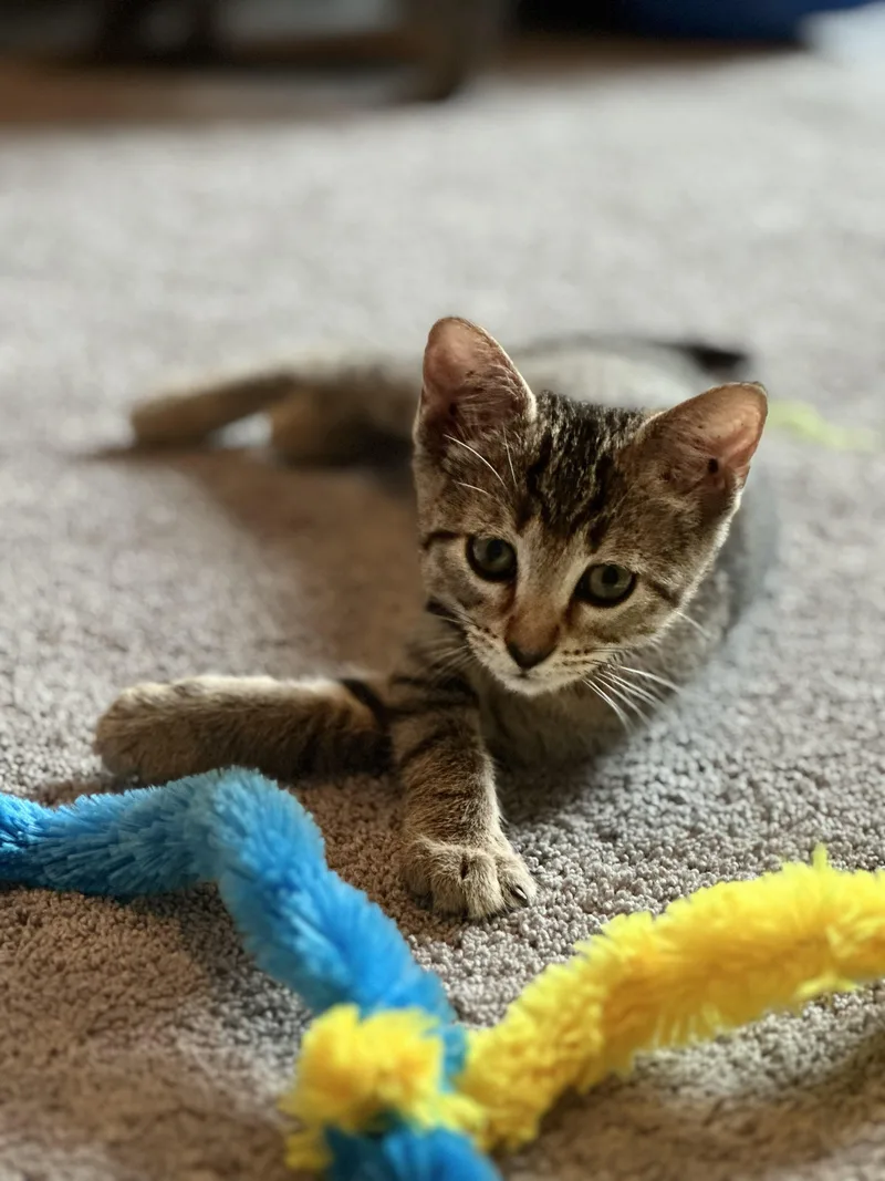 A baby medium-sized female Tabby (Brown / Chocolate) Domestic Short Hair cat named Ginger for adoption in Largo, FL