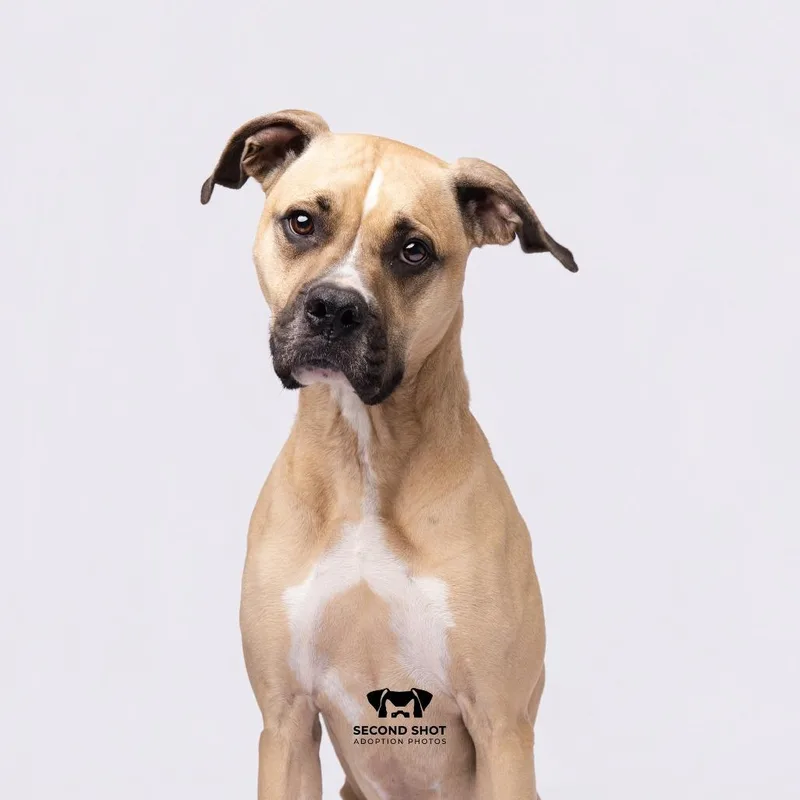 An adult medium-sized male Yellow / Tan / Blond / Fawn Black Mouth Cur dog named Curry for adoption in Tampa, FL