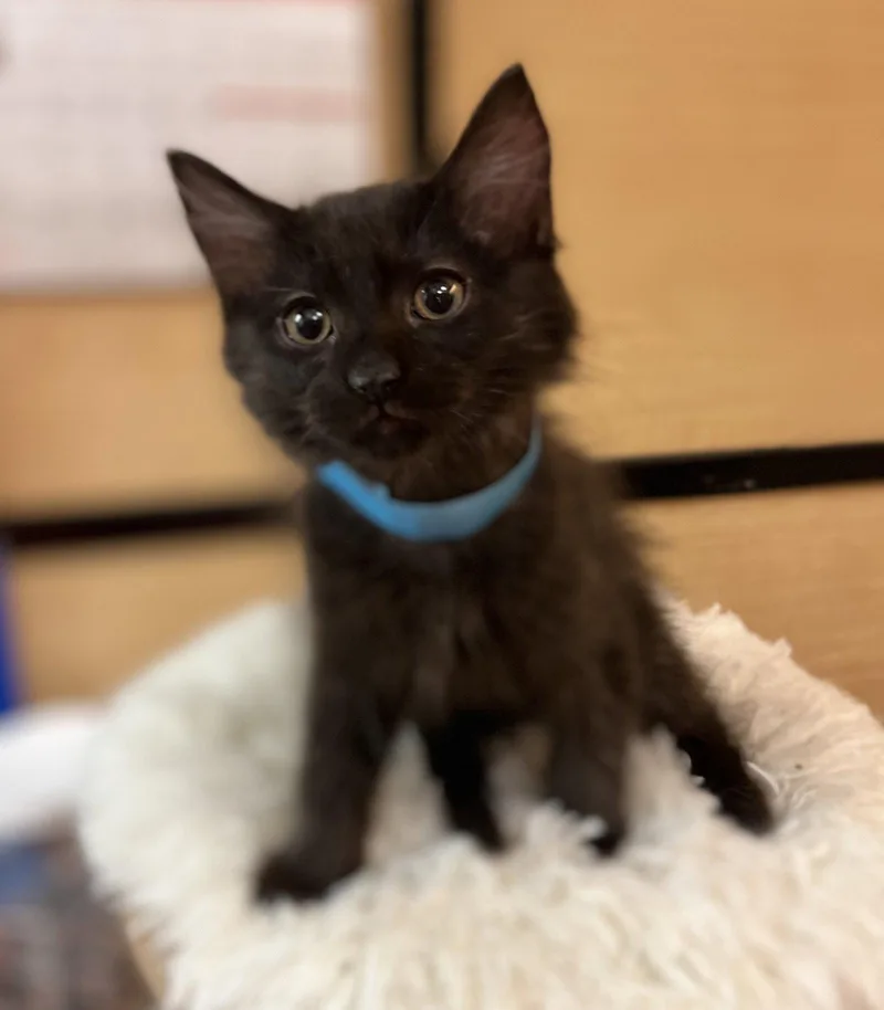 A young medium-sized male Black Domestic Medium Hair cat named Walnut for adoption in Scottsdale, AZ