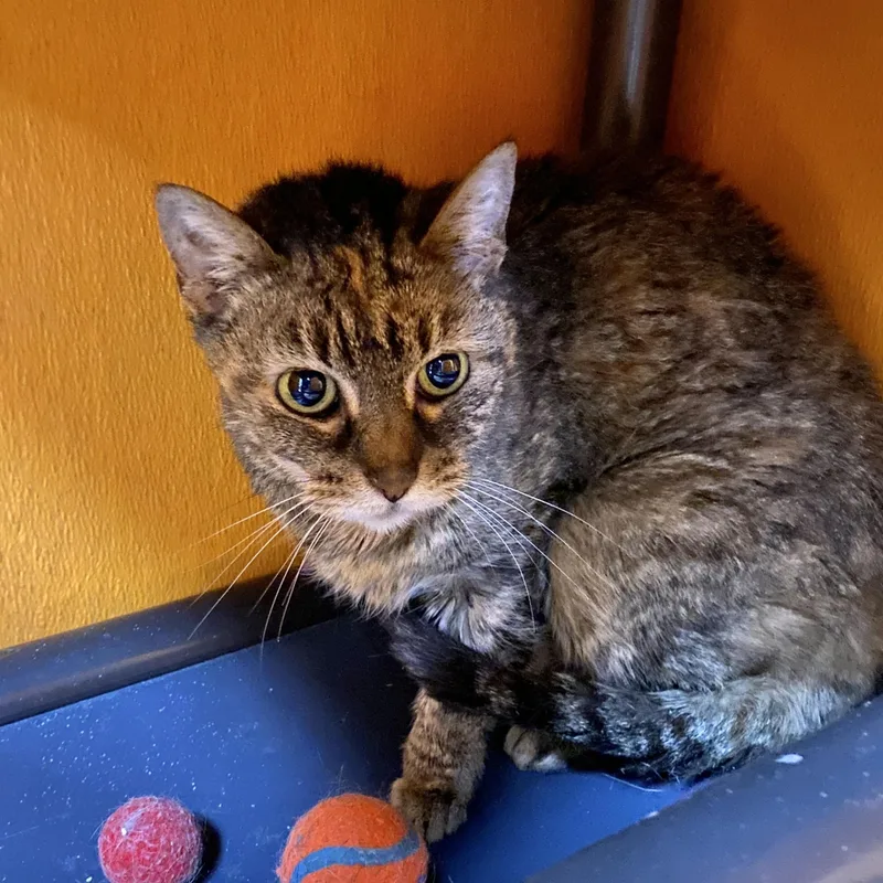 Macey And Maddie thumbnail 2