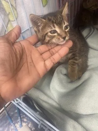 A baby small-sized female Domestic Short Hair cat named Natalie for adoption in Gainesville, FL