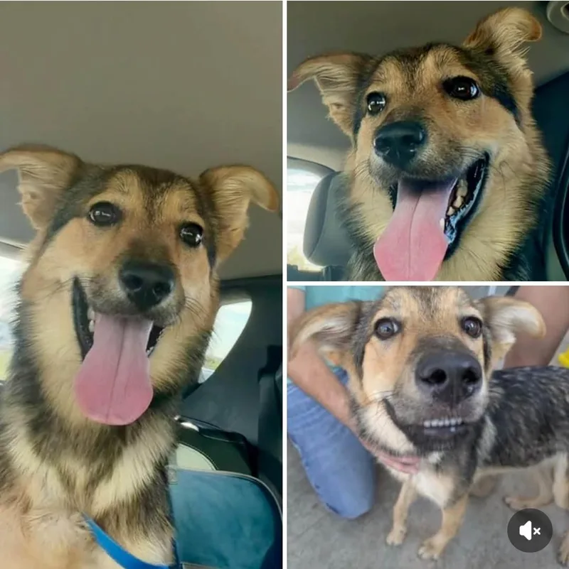 A young large-sized female German Shepherd Dog named Marma for adoption in Garden Valley, ID