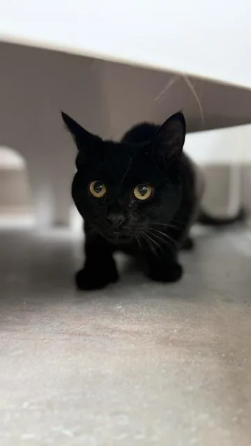 An adult medium-sized male Domestic Short Hair cat named Neil for adoption in Sultan, WA