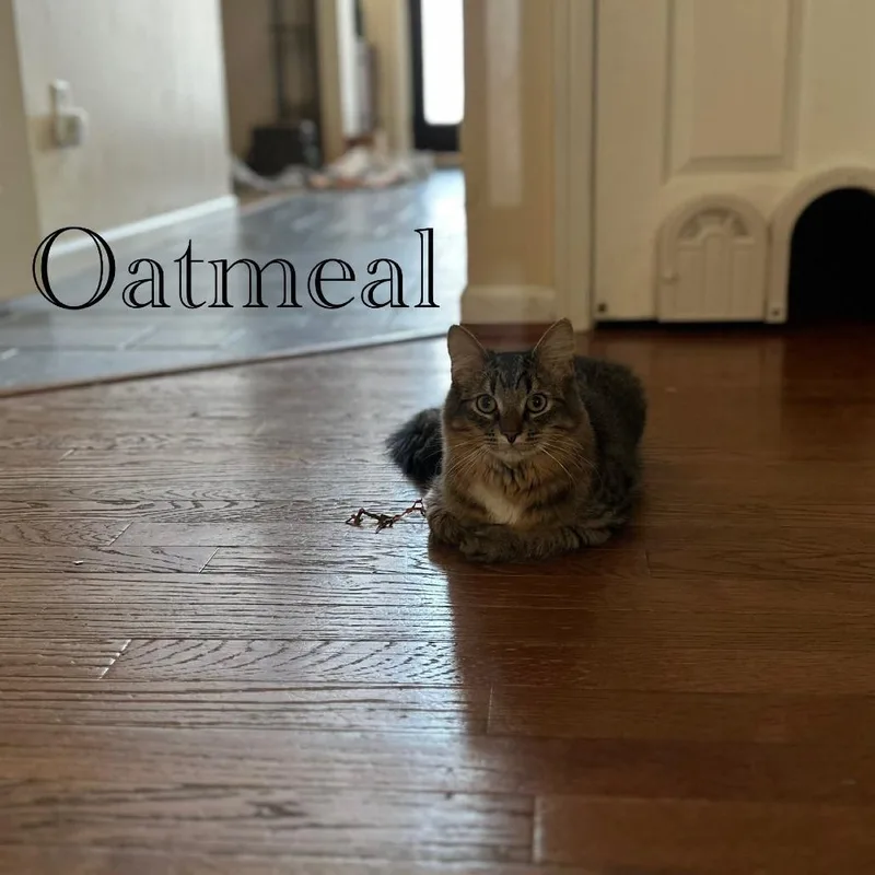 Oatmeal thumbnail 2