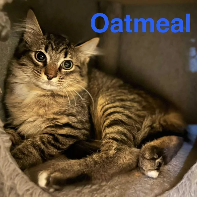 Oatmeal thumbnail 5