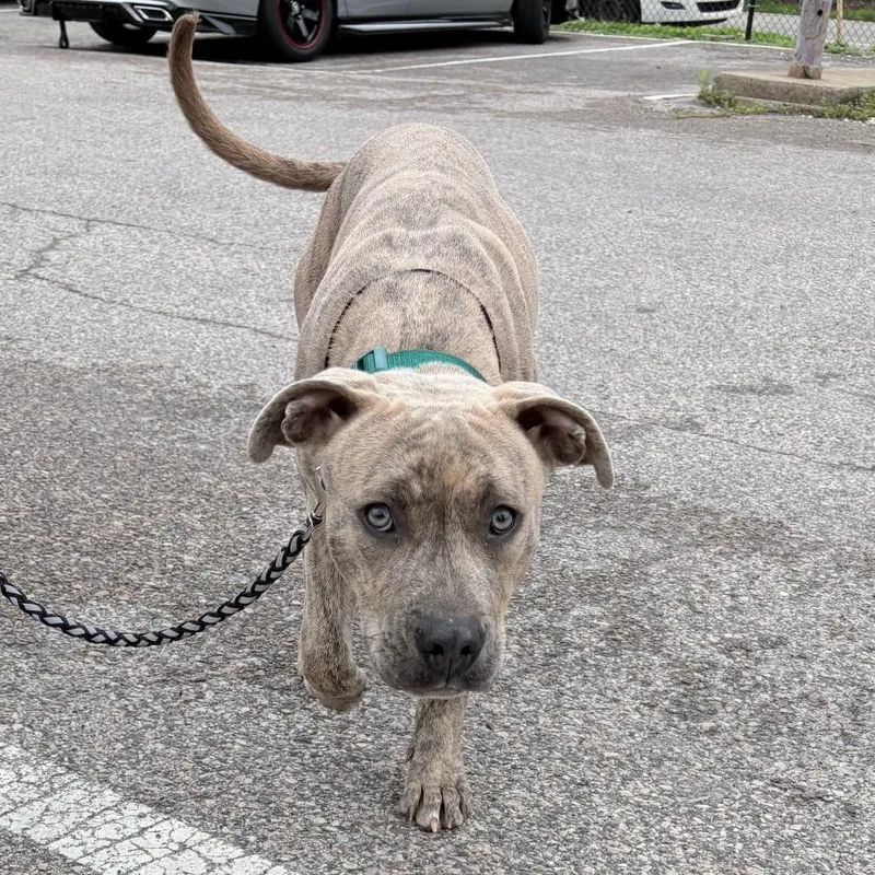An adult medium-sized male Brindle Mixed Breed dog named Lilo for adoption in Philadelphia, PA