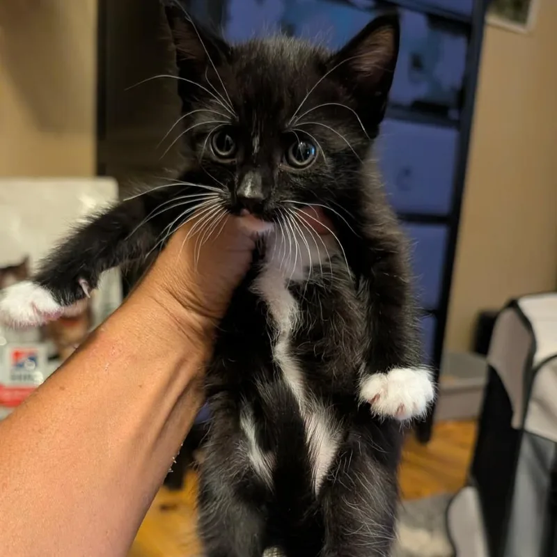 A baby small-sized male Black Domestic Short Hair cat named Tiger Lily for adoption in Bend, OR