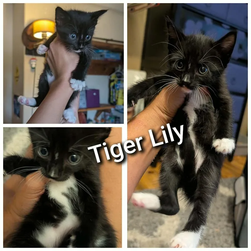 Tiger Lily thumbnail 3