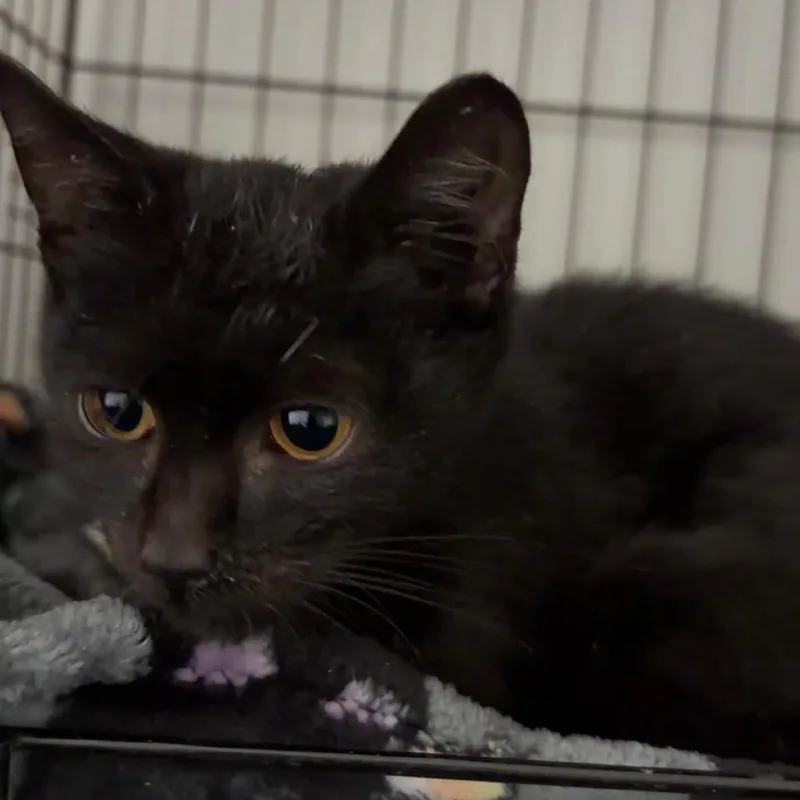 A baby small-sized male Black Domestic Short Hair cat named Anderson for adoption in Brooklyn, NY