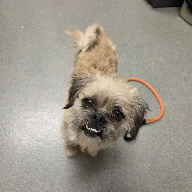 A young small-sized female Terrier dog named Sally for adoption in Ontario, CA