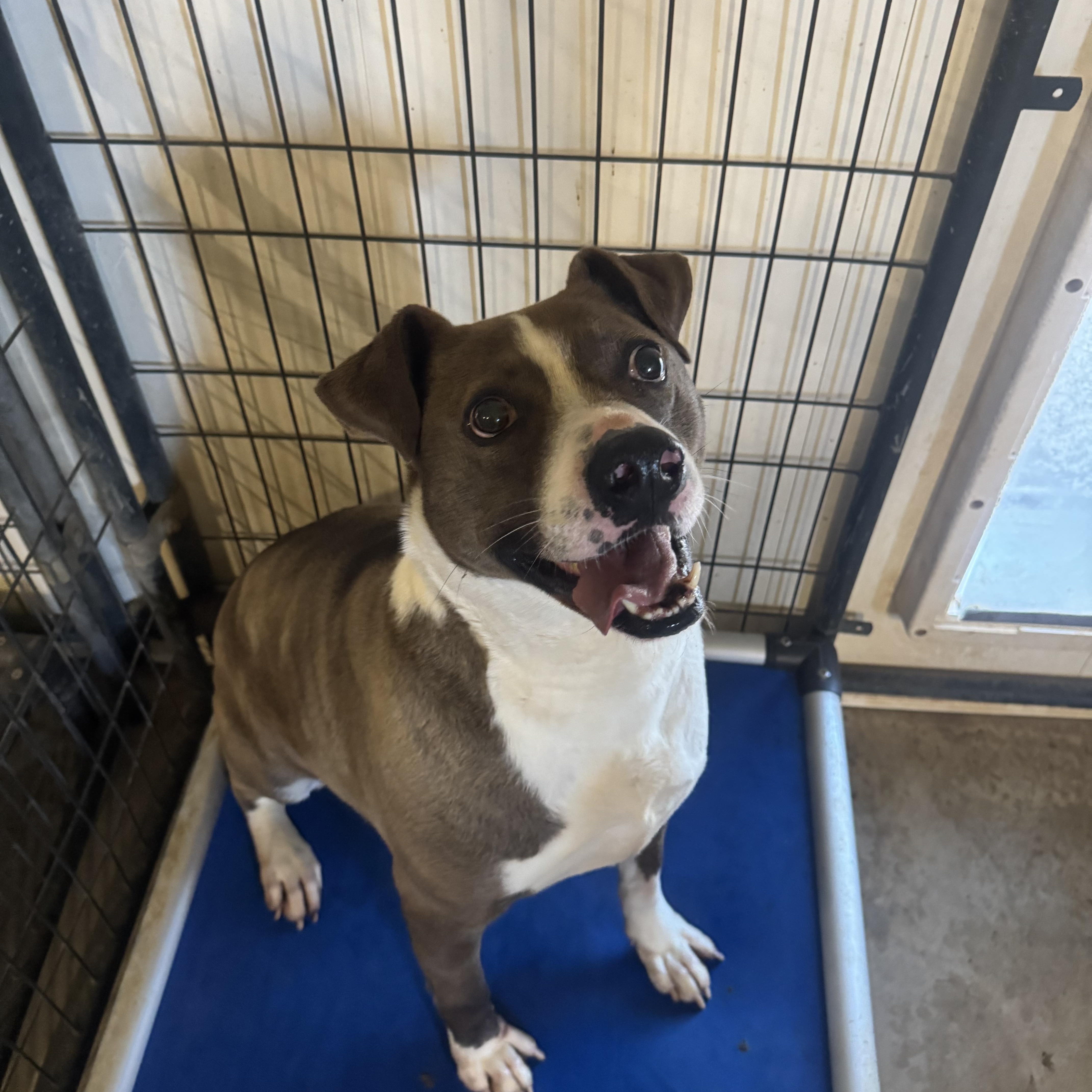 An adult medium-sized male American Staffordshire Terrier dog named Brother for adoption in Canyon, TX