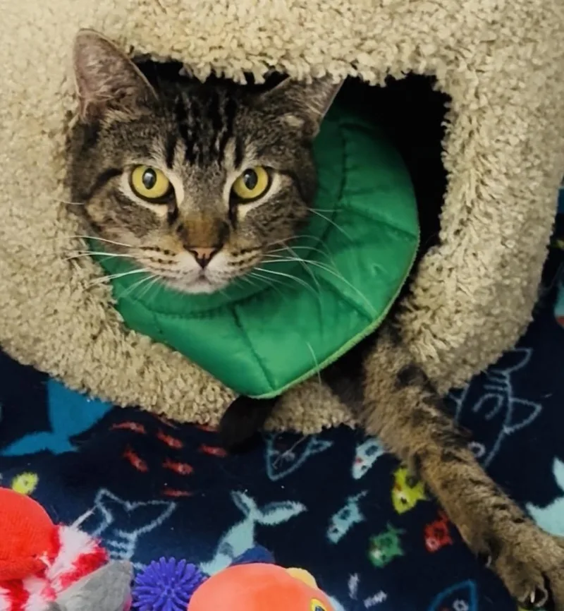 An adult medium-sized male Tabby (Brown / Chocolate) Domestic Short Hair cat named Harvey for adoption in Joshua Tree, CA