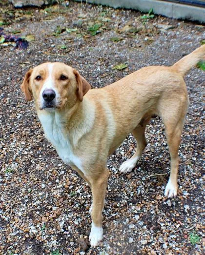 An adult large-sized female Golden Retriever dog named Canela for adoption in Morton Grove, IL