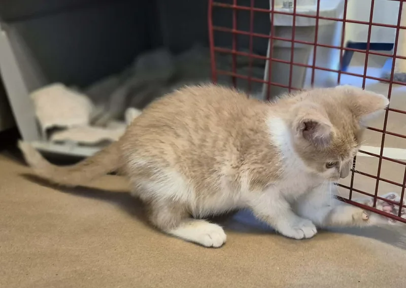 A baby medium-sized male Domestic Short Hair cat named Tater for adoption in Decorah, IA