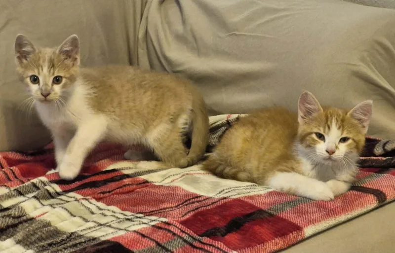 Tater thumbnail 5