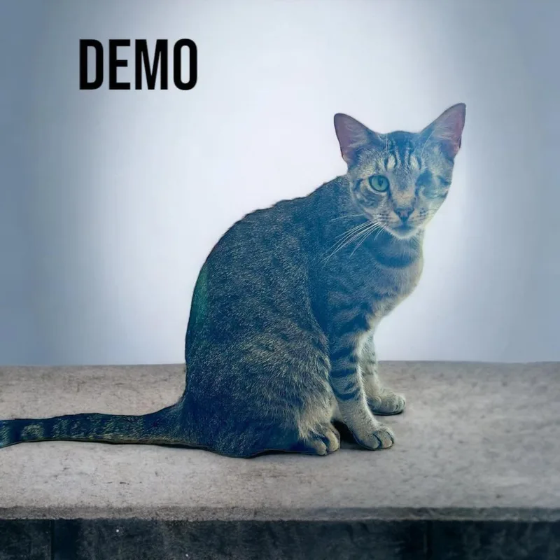 Demo