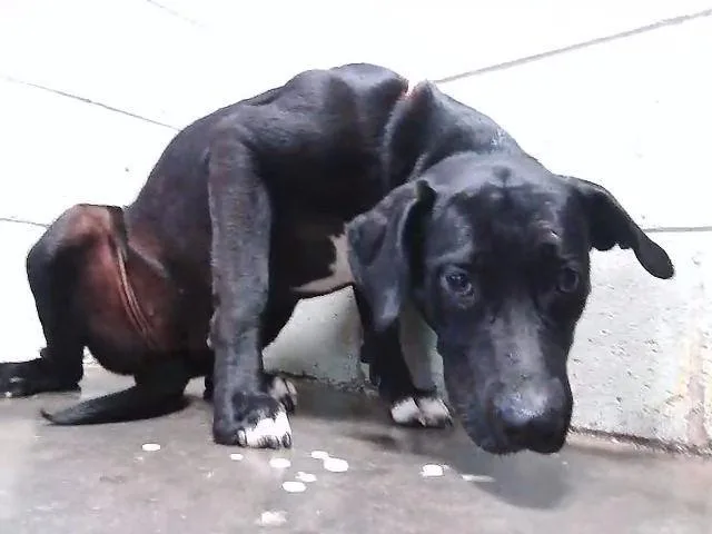 A young medium-sized female Pit Bull Terrier dog named Miss Blaque for adoption in Tulsa, OK