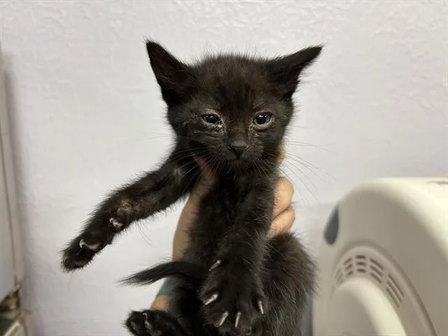 A baby small-sized female Domestic Short Hair cat named Eleanor for adoption in Fairfield, CA