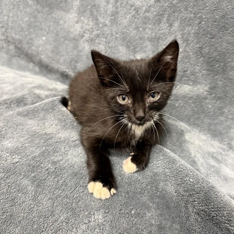 A baby medium-sized male Domestic Short Hair cat named Robin for adoption in Brenham, TX