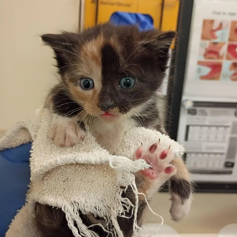 A baby small-sized female Black Domestic Short Hair cat named Big Ang for adoption in Lynchburg, VA