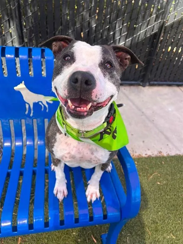 An adult medium-sized female Pit Bull Terrier dog named Chickaletta for adoption in Elk Grove, CA