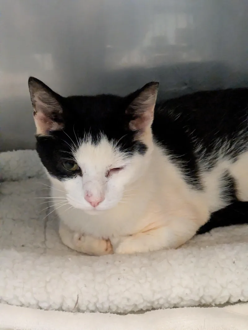 An adult medium-sized male Black Domestic Short Hair cat named Little Man for adoption in Bedford, VA