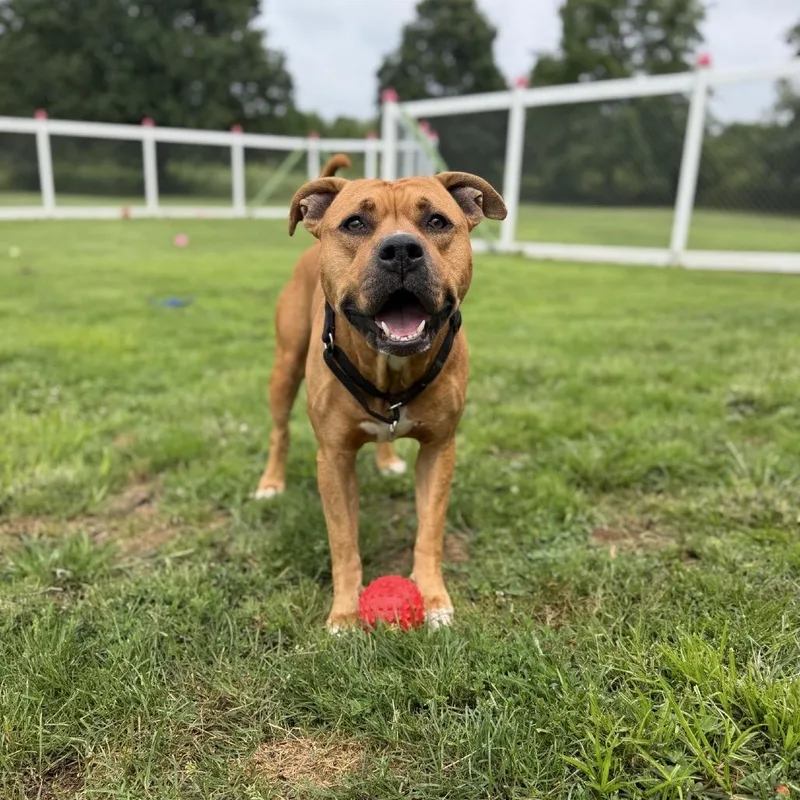 An adult large-sized male Golden Boxer dog named Bruce Lee for adoption in Ashtabula, OH