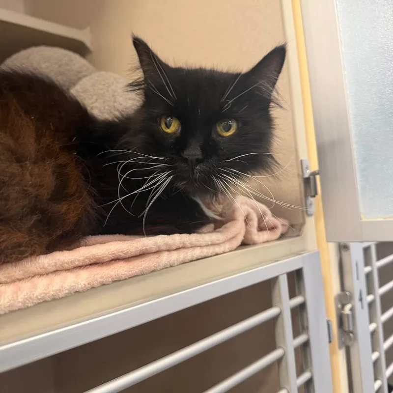 A senior medium-sized female Domestic Medium Hair cat named Madeline for adoption in Rifle, CO