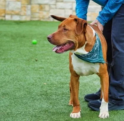 An adult large-sized male Retriever dog named Theodore for adoption in North Richland Hills, TX