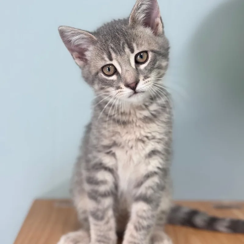 Roscoe