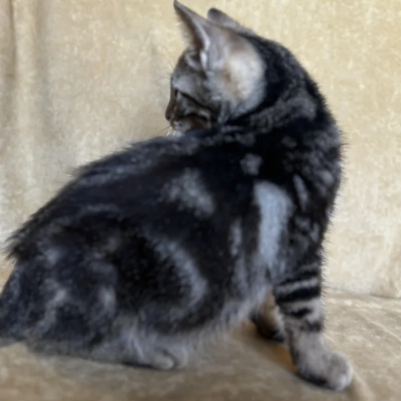 A baby medium-sized male Tabby (Brown / Chocolate) Domestic Medium Hair cat named Andros for adoption in Liverpool, TX