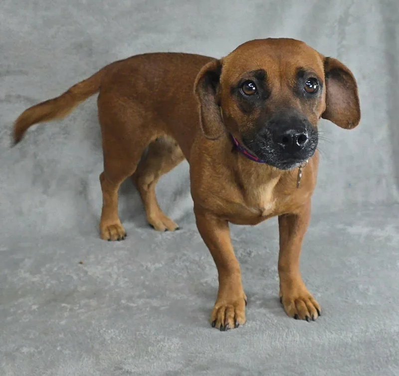 A young small-sized female Brown / Chocolate Chiweenie dog named Geranium for adoption in New York, NY
