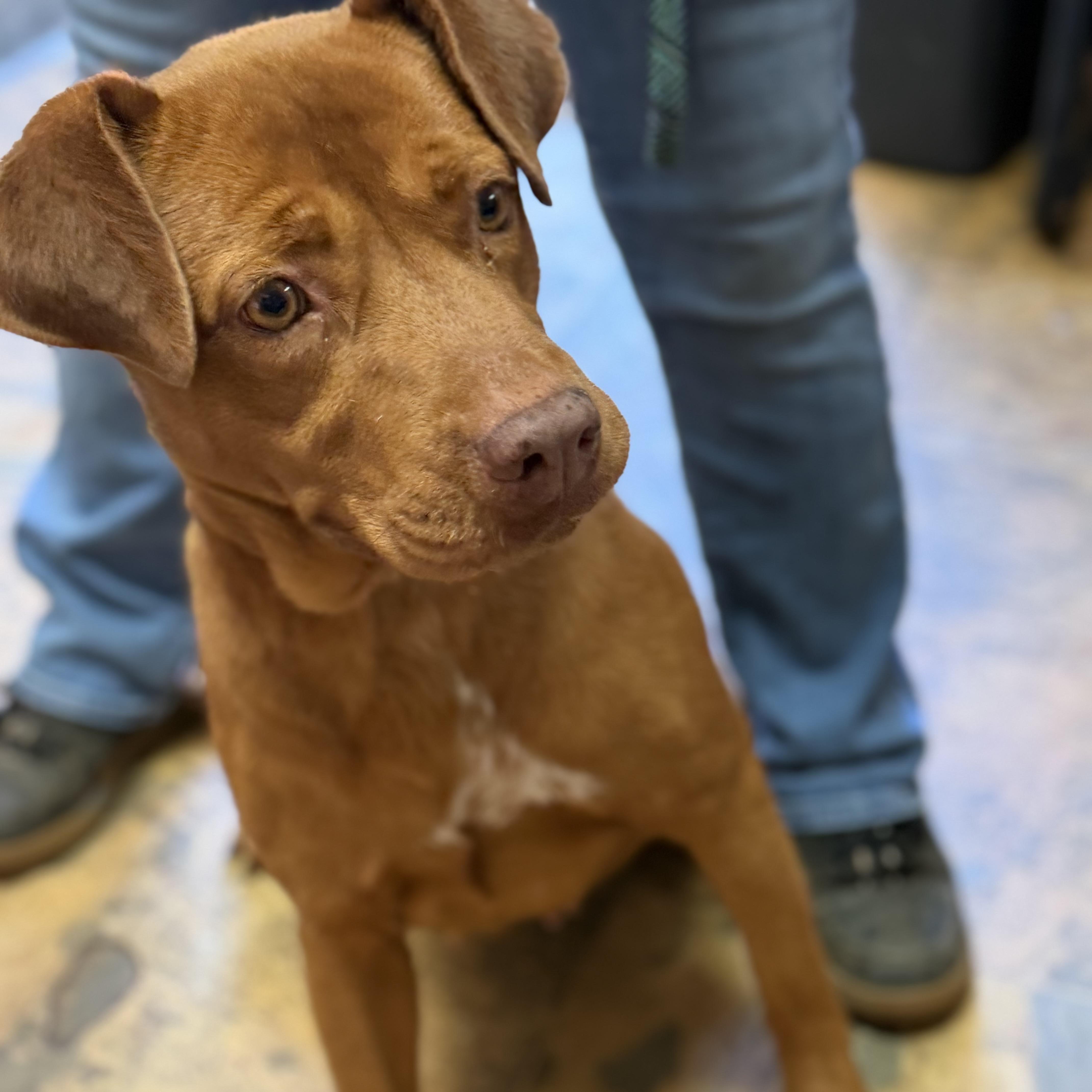 An adult medium-sized female Red / Chestnut / Orange Pit Bull Terrier dog named Waffles for adoption in Columbia, SC