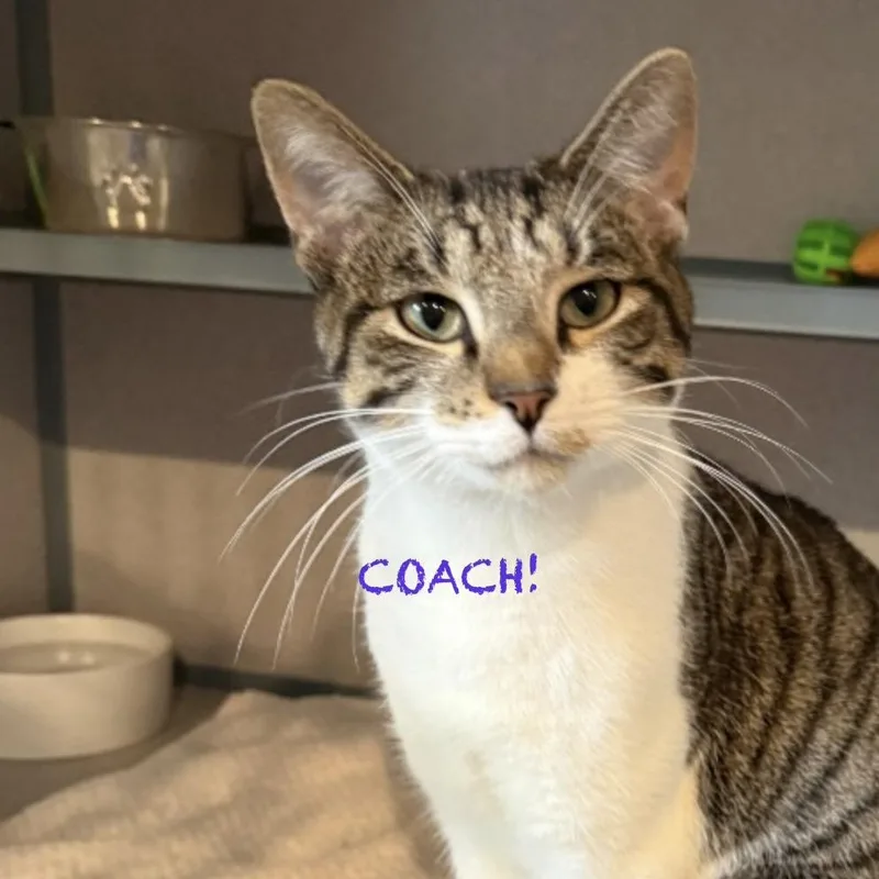 A young medium-sized male Tabby (Brown / Chocolate) Domestic Short Hair cat named Coach for adoption in Palatine, IL