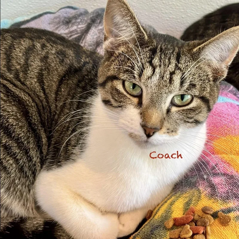Coach thumbnail 2