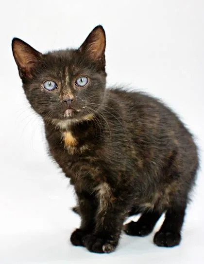 A baby small-sized female Domestic Short Hair cat named Muffin for adoption in Morton Grove, IL