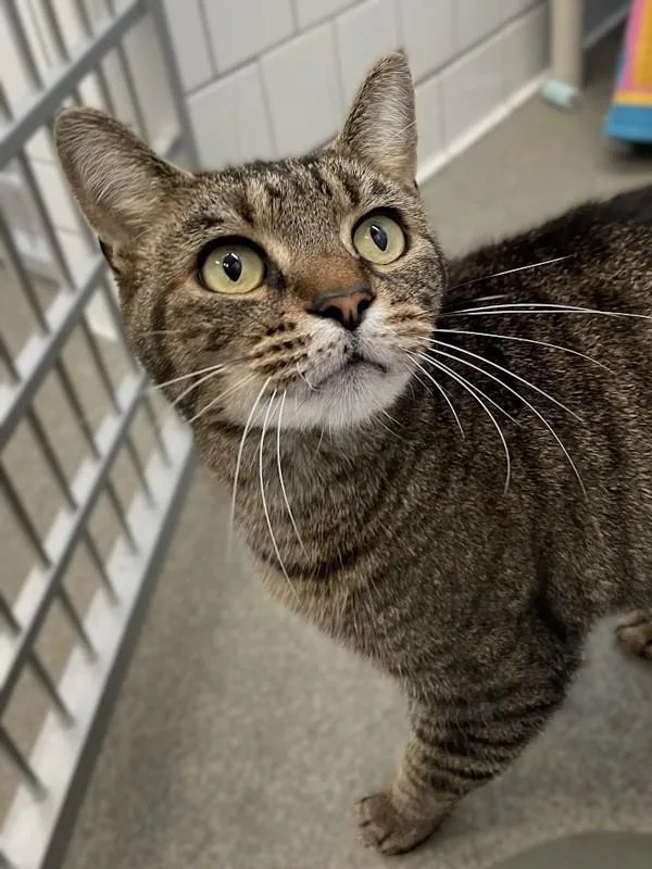 An adult medium-sized male Domestic Short Hair cat named Otis for adoption in Roanoke, VA
