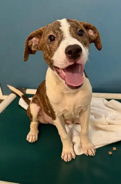A baby small-sized male Mixed Breed dog named Daemon for adoption in Honolulu, HI