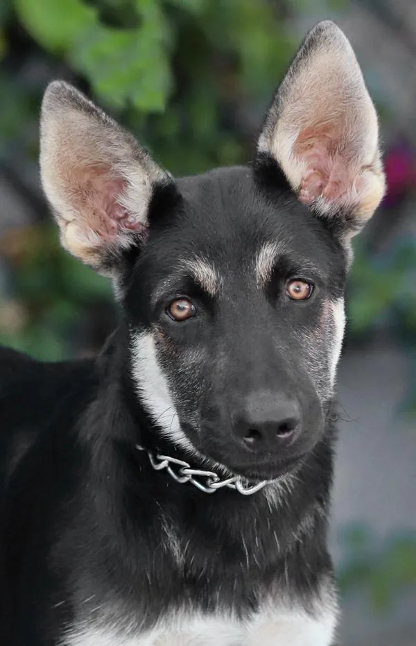 A baby large-sized male Black German Shepherd Dog dog named Atlas von Adenau for adoption in Los Angeles, CA