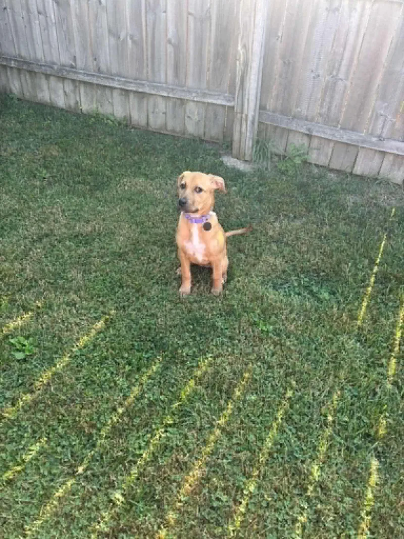 Layla