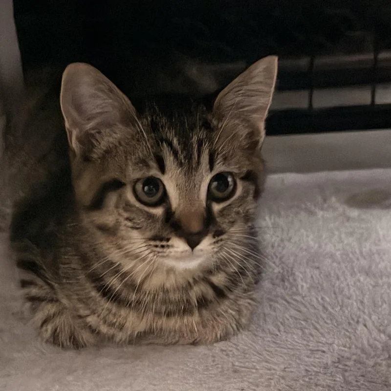 A young medium-sized female Tabby (Brown / Chocolate) American Shorthair cat named Cayenne for adoption in Norco, CA