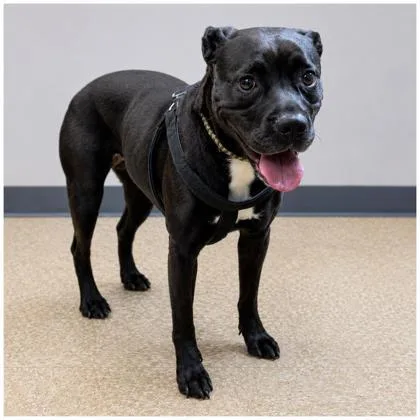 An adult medium-sized female Terrier dog named Happy for adoption in Cumberland, MD