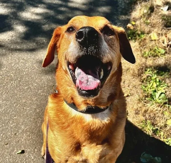 Sweet Potato thumbnail 2