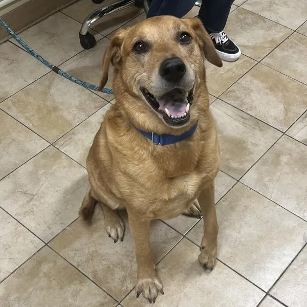 Sweet Potato thumbnail 3