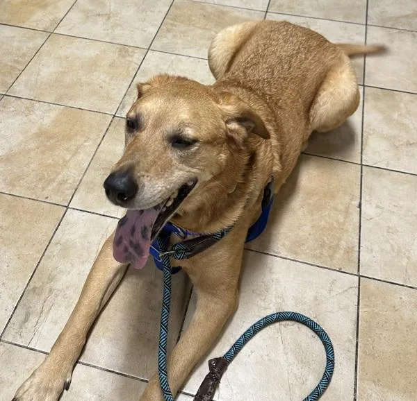 Sweet Potato thumbnail 4