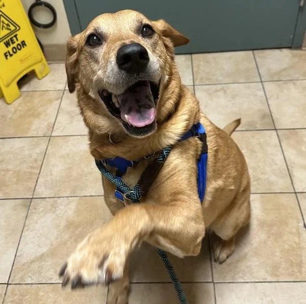 Sweet Potato thumbnail 5